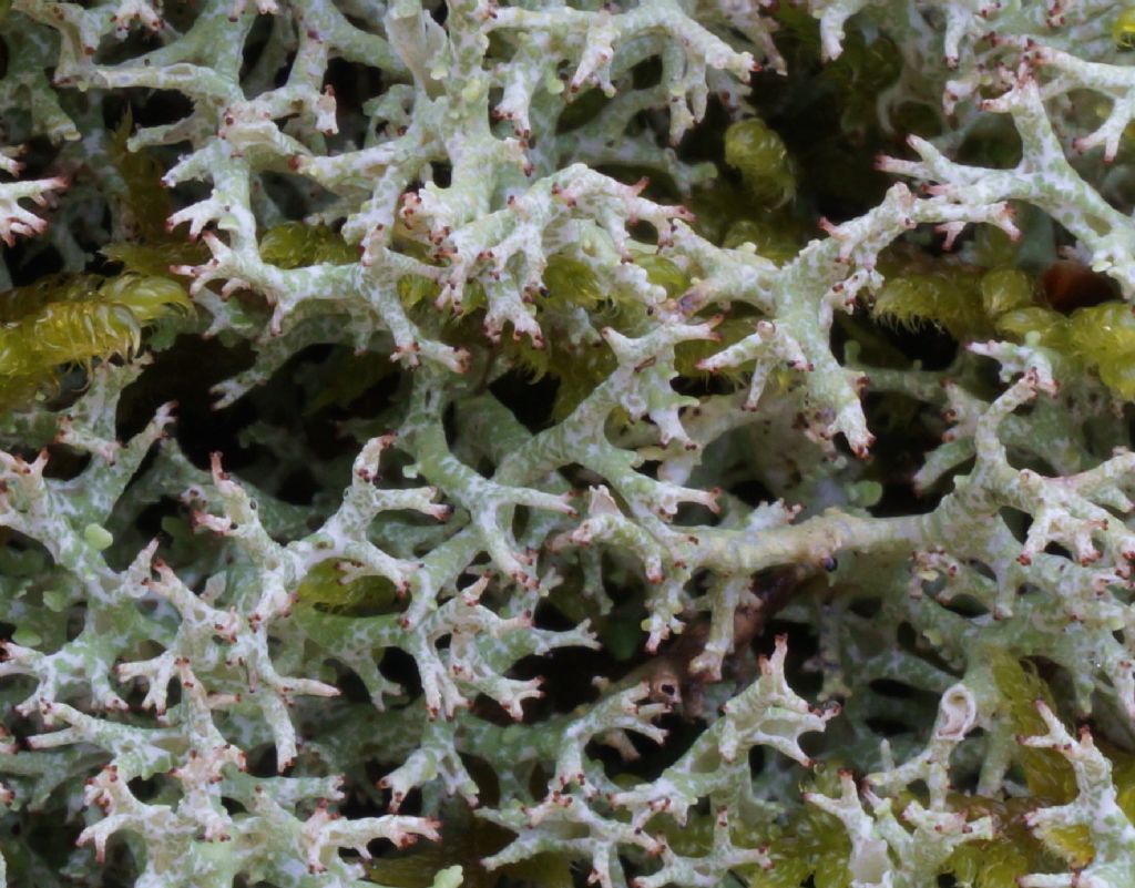 Altra cladonia?